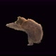 187 Bear Standing Magic Attack 4K - VideoHive Item for Sale