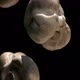 Super Closeup of the Champignon Mushroom Falling Down on the Black Background - VideoHive Item for Sale