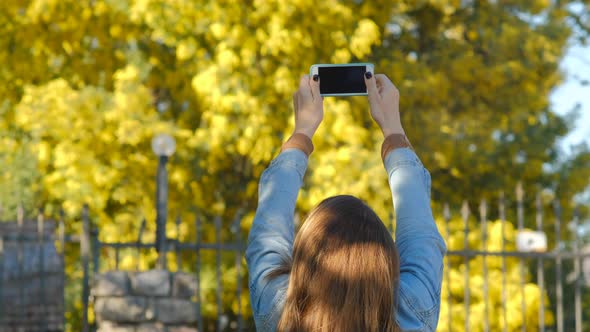 Pretty woman using smartphone and take a picture of mimosa tree with flowers alt