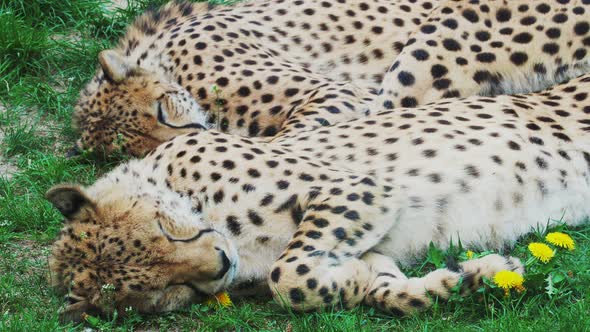 Two Cheetah Cats sleeping in the grass, Acinonyx Jubatus