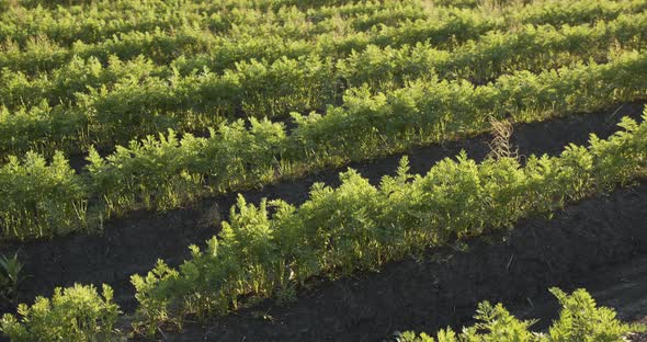 Carrot Harvest, Organic Farming, Rows In The Field, Movement To The Right alt