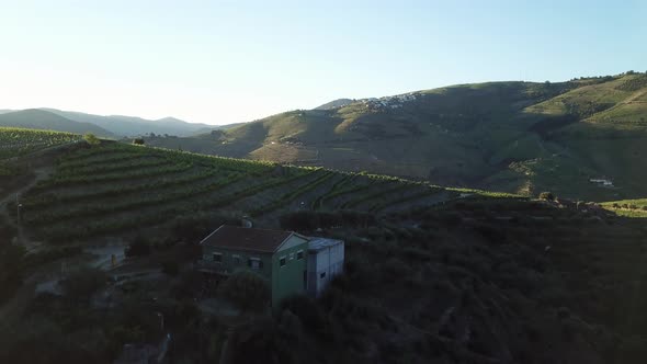 Flying over a house and rows of grape vines on a hilltop vineyard at early morning in Douro Valley, alt