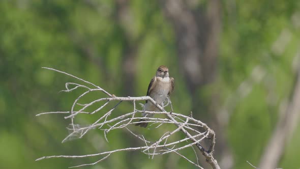 Western Wood Pewee Bird Slow Motion