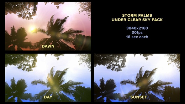 Storm Palms Under Clear Sky Pack