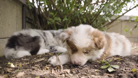 A Cute Little Puppy Chews on a Small Twig and Sniffs the Ground Under a Shrub alt