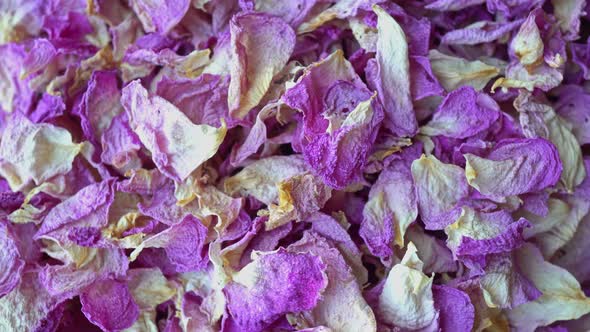 Rotation Tea Rose alt