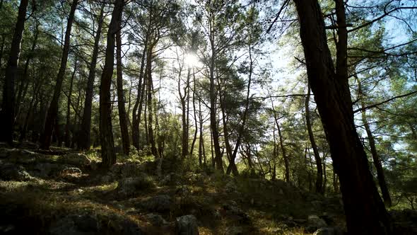 Slowly moving through a forest at sunrise