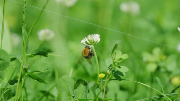 Profile view of bumble bee collecting nectar and pollen from white clover alt