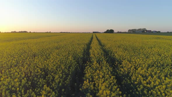 Aerial Flight Over Rapeseed Field at Sunrise