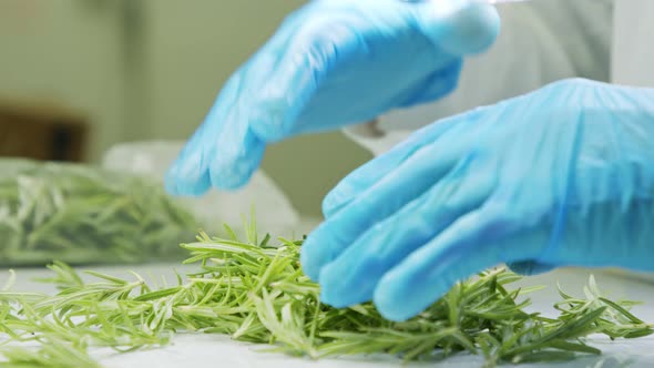 Quality control inspection of rosemary plant leaves under a magnifying glass alt