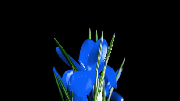 Timelapse of Blue Crocus Flower Blooming on Black Background Alpha Channel alt