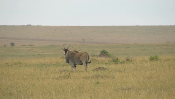 Common eland in Maasai Mara alt