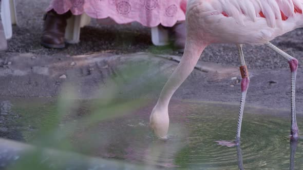 Flamingo eating food that young girl and woman are feeding it alt