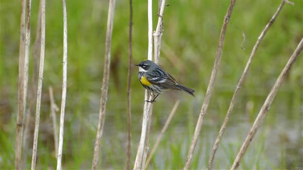 Natural landscape of a little migratory Yellow Rumped Warbler, Setophaga Coronata perching on a wood alt