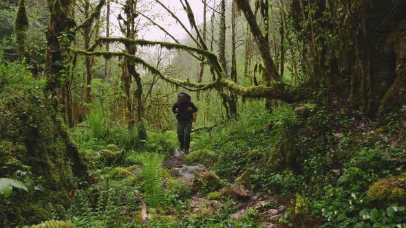 Backpacker Exploring a Woodland Forest with Tall Trees