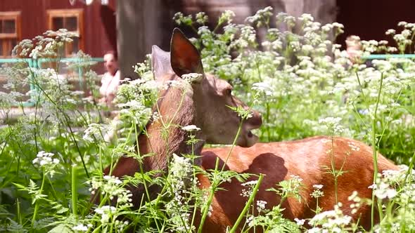 Little Brown Deer Eats a Plant in the Wild on a Sunny Day in Summer