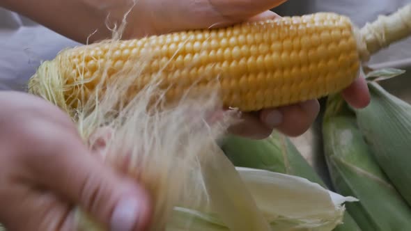 Female Hands Remove the Peel From a Ripe Corn Cob for Cooking in a Pot By Boiling Method