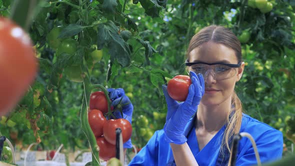 Agriculture Industry Concept. Lady Farmer Is Harvesting Ripe Tomatoes in the Greenery alt
