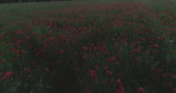 Flight Over Field of Red Poppies at Sunset