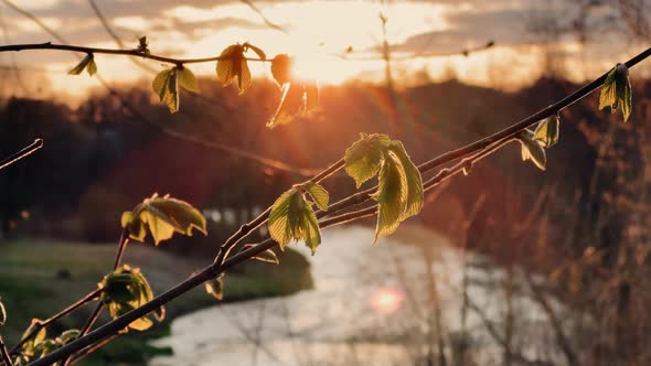 Bright Spring Sunset Against the Backdrop of Blossoming Green Leaves and the River