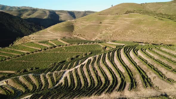 Passing over rows of vines covering a hillside in the Douro Valley. Aerial, 4K. alt