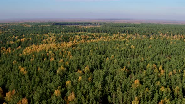 Aerial View at Autumn Mixed Forest at Day