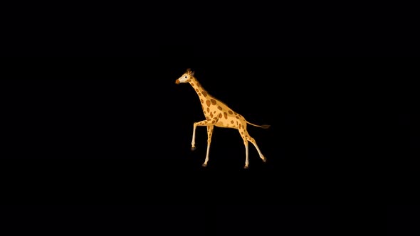 Big giraffe runs back and forth alpha matte extreme long shot 4K