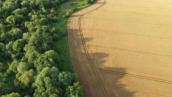 Aerial Video Flying Over Yellow Grain Wheat Field