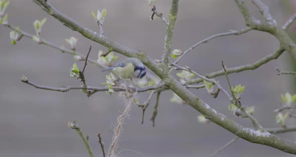 Blue Tit Small Song Bird Collecting Nest Material Spring Apple Tree D Log