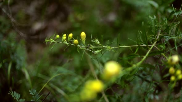 Macro Pan of Green Plant with Yellow Flowers in Shallow Focus alt