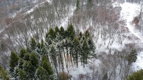 Evergreen pine tree branches, winter aerial view