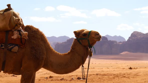 A Camel is Resting in the Desert