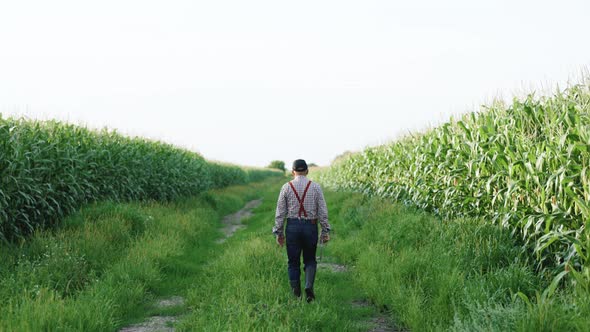 Back View of Male Farmer Walks Along the Road Along the Fields of Corn in His Hand Carries a Tablet