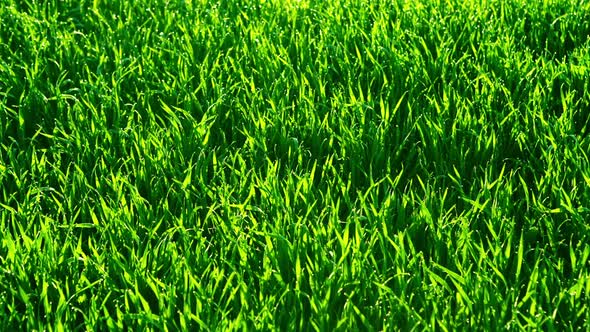 Green Grass. Natural Background. RAW Video Record., Stock Footage ...