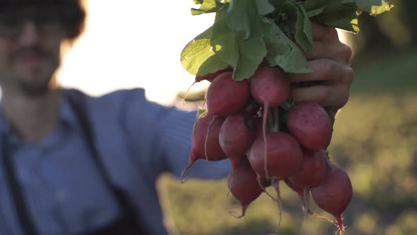 Farmer Hands With Freshly Harvested Vegetables