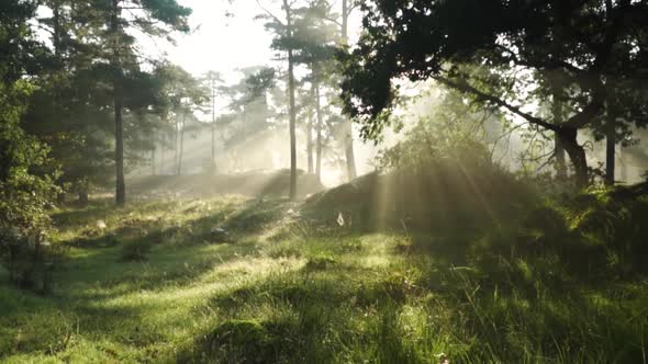 Beautiful sunlight in the forest