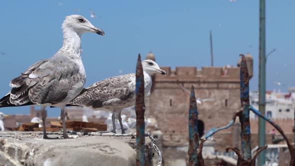 Seagulls of Essaouira, Morocco and the kasbah of Essaouira where HBO show The game of thrones was fi alt