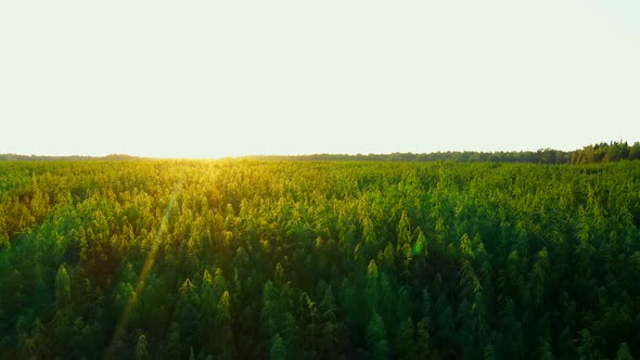 a Large Hemp Farm at a Beautiful Sunset Aerial Dron Shot alt