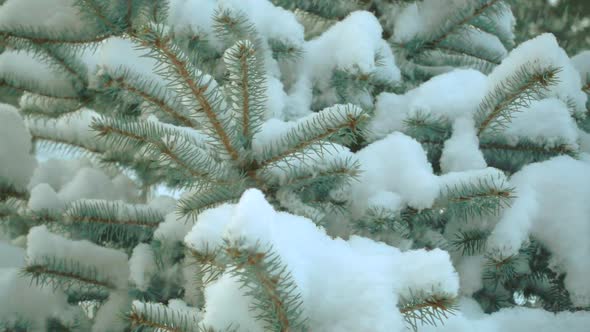 Qualitative Slow Motion Snow and Fir Tree.
