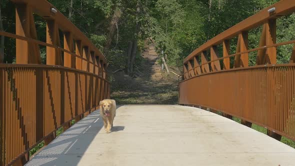Lonely Golden Retriever Dog Walking Across Bridge