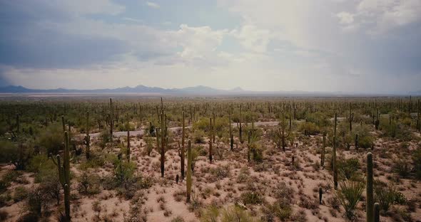 Drone Flying Low Over Beautiful Cactus Desert Valley, Pickup Car Moving By Along Road in Arizona