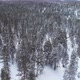 Snowy Pine Trees In Jungle - VideoHive Item for Sale