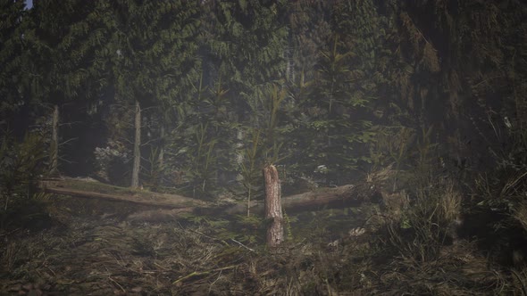 Cone Forest at Foggy Day alt