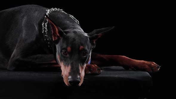 The Doberman Pinscher Lies with Its Head on Its Front Paws alt
