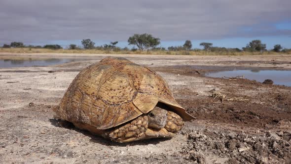 Leopard Tortoise In Natural Habitat By Ecosound Videohive,Semiformal Suit