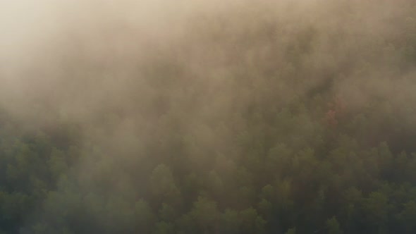 Nature Background Pattern alt