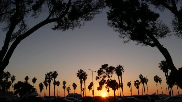 Orange Sky Silhouettes of Palm Trees on Beach at Sunset California Coast USA
