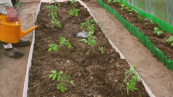 A Hand with a Watering Can Waters Young Tomato Seedlings in a Greenhouse alt