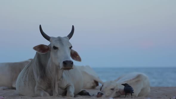 The Symbol of Sri Lanka. Cow on the Beach. alt