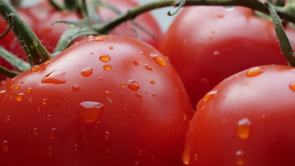 Fresh juicy red tomatoes on the vines slow tilting close-up 4K 2160p 30fps UltraHD footage - Lot of  alt